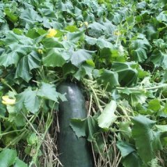 安徽谯城子弹头黑皮冬瓜产销两旺