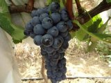 2015年陕西蒲城夏黑葡萄价格