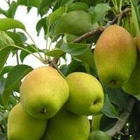 2015蒲城梨今年价格有看点