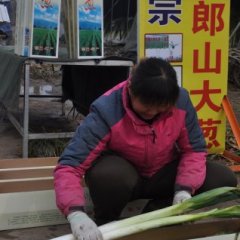 章丘大葱火热上市绣惠霍经理诚信合作