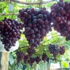 兴安百里唐梅7月夏黑葡萄
