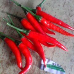 艳红辣椒大量上市