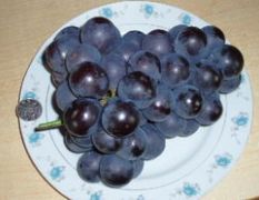河北永年夏黑葡萄著名品种