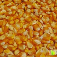 山西兴县先玉698玉米名扬天下