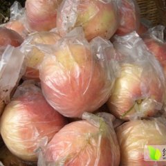 2015陕西毛桃批发价格行情