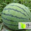 2015大安西瓜今年价格有看点