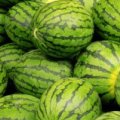 尉氏十八高小现7月花皮无籽西瓜