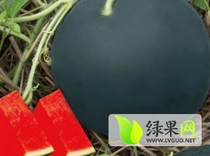 2015年河南扶沟黑皮无籽价格
