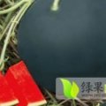 2015扶沟西瓜值得出手