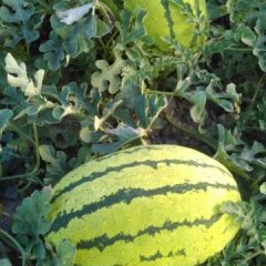 靖远西瓜品质优良,北滩吴福民诚信合作