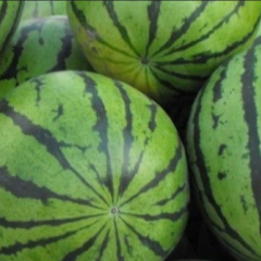 靖远西瓜质量上乘,高湾李先生诚信合作