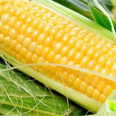 2015赵县玉米抓住商机无限