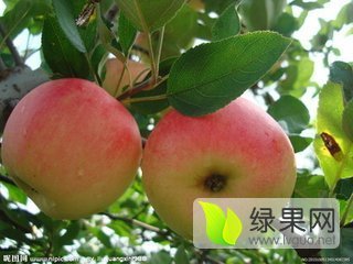 2015年陕西大荔嘎啦价格