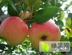 2015大荔苹果俏销大江南北