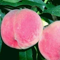 2015大荔蜜桃价格波动不大