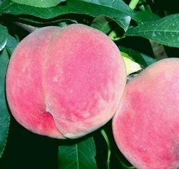 2015年陕西大荔 阿布白桃价格