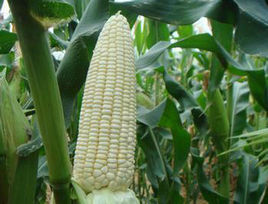 2015利津玉米俏销大江南北