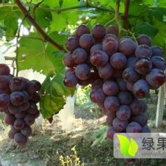 河口义和7月巨峰葡萄