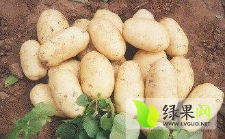 吉林农安荷兰七号土豆火热上市