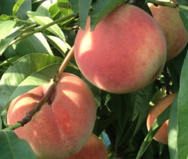 陕西秦王桃价格，超越桃产地批发价格