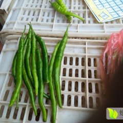 山东夏津线椒辣椒聚焦市场