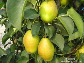 陕西蒲城红香酥梨品质优良