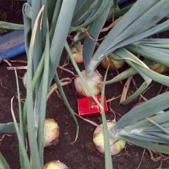 黑龙江宁安黄皮洋葱品质好