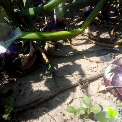 甘肃高台黄皮洋葱是名优特产