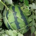 吉林公主岭京欣西瓜逐渐升温