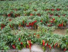通许何培2015年多种优质辣椒大量上市