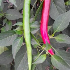 山东惠民线椒辣椒著名品牌