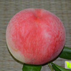 蒲城蜜桃质量上乘诚邀全国客商前来采购！