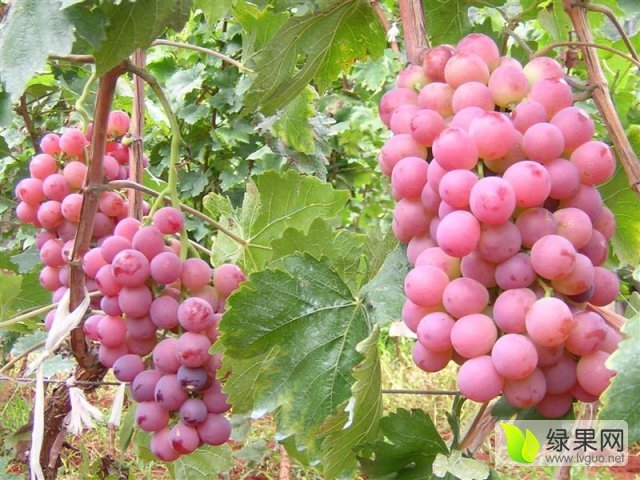 2015年陕西蒲城巨峰葡萄价格