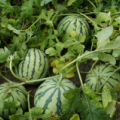 开封县开封李振涛7月花皮无籽西瓜