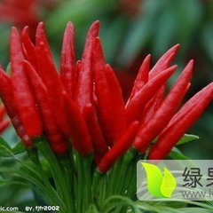 2015年鄄城县天宇辣椒上市了