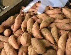 开封县范村张建强双季单季红薯供应