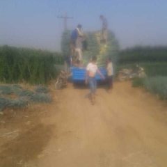 常年供应大葱，诚信合作