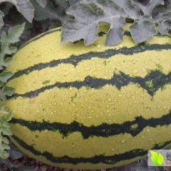 会宁西瓜产销两旺郭城赵志国诚信合作