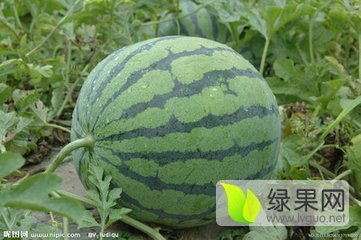 甜王系列价格