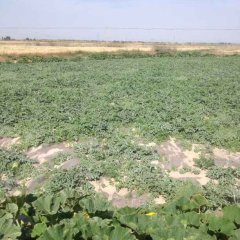 山丹西瓜长势旺盛,陈户马岩诚信合作