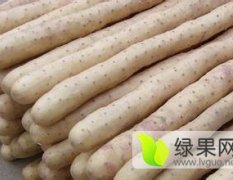 安平县好伴侣种植专业合作社供应绿色无公小白嘴山药