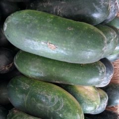 金乡马集子弹头黑皮冬瓜