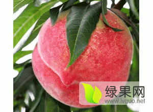 2015年陕西大荔中华桃王价格