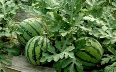 2015年江苏新沂8424西瓜价格
