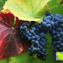 冠县东古么君达7月京亚葡萄