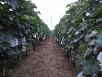 2015永年葡萄值得出手