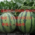 吉林长岭地雷瓜西瓜个大皮薄，爽田可口，耐运输