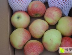 蒲城苹果热卖中欢迎全国客商前来采购！