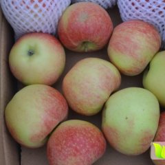 蒲城苹果热卖中欢迎全国客商前来采购！