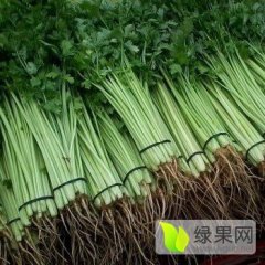 巨野芹菜何去何从,欧山商圣奎诚信合作